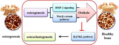 Review on the protective activity of osthole against the pathogenesis of osteoporosis